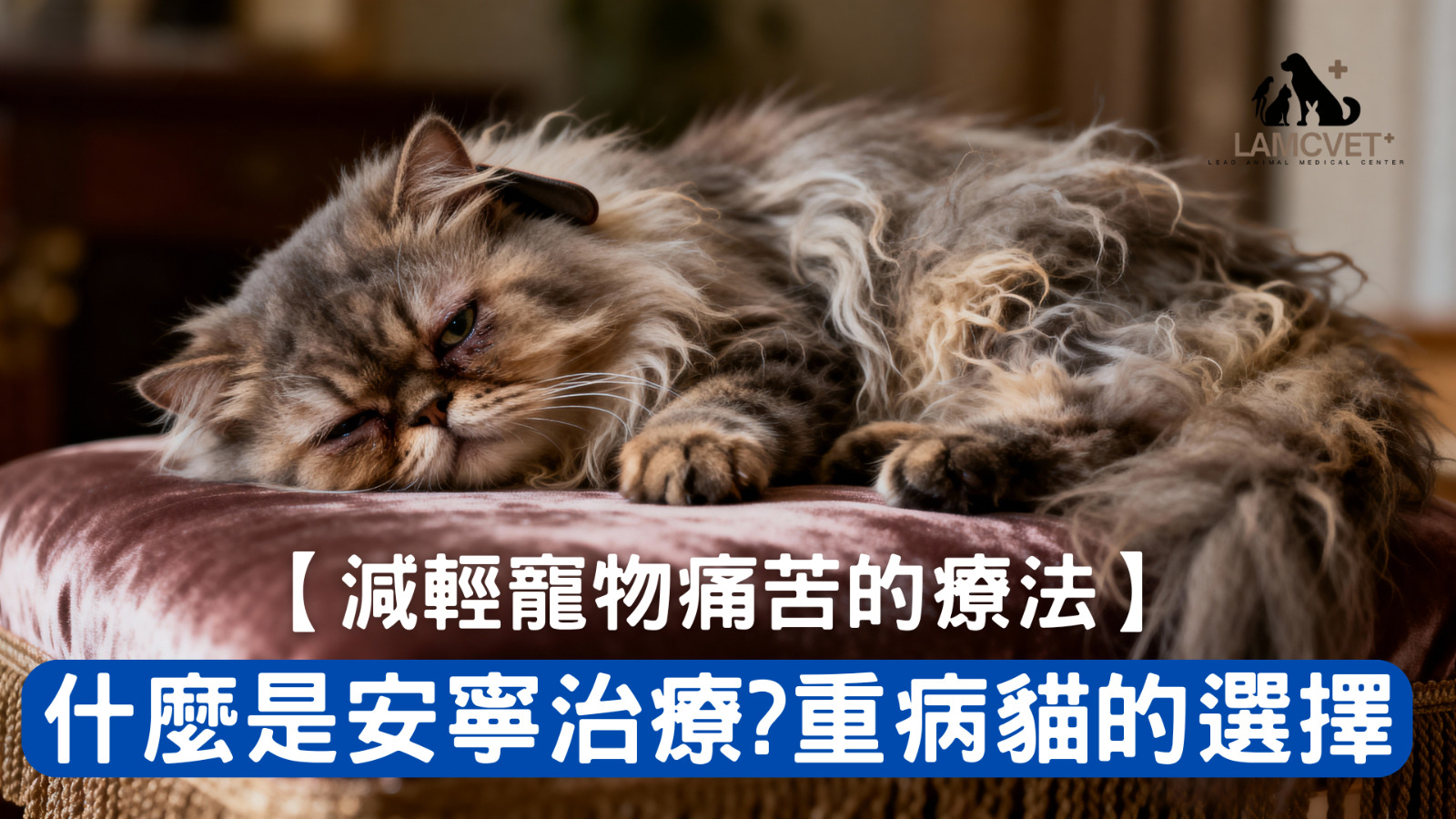 寵物安寧治療專業照護示意圖 - 萊奧動物醫療中心獸醫指南